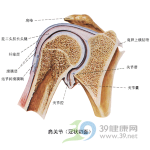 中醫中藥治療肩周炎