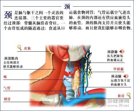 詳解頸椎病的解剖學