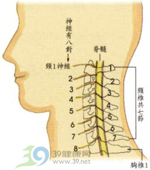 頸椎的正常解剖結構