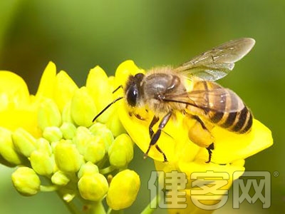 蜂療與類風濕關節炎