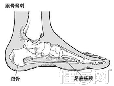 年齡增長與關節受創會導致骨質增生