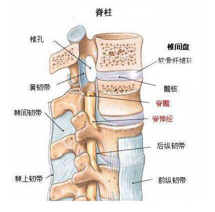 脊髓損傷的症狀都有哪些