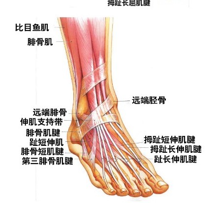 老年人怎麼養護裸關節