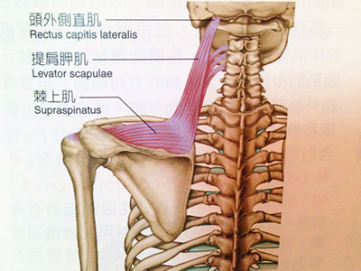 手術治療肩關節脫位