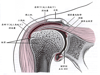 肩鎖關節穩定手術