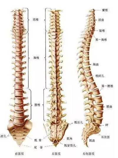 尾骨痛是怎麼回事？