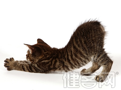 學貓咪伸懶腰治腰背痛